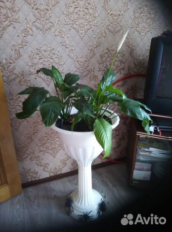 Спатифиллум