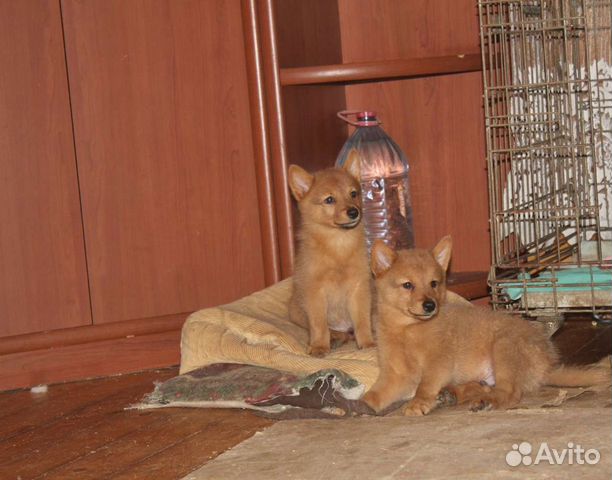 Карело финская лайка щенки купить в Москве | Животные и зоотовары | Авито
