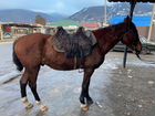 Лошадь,Жеребец Карачаевской породы объявление продам
