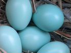 Яйцо инкубационное цветное/цыплята с цвет.яйцом
