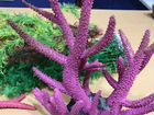 Натуральные кораллы. Украшения для аквариума, грун объявление продам
