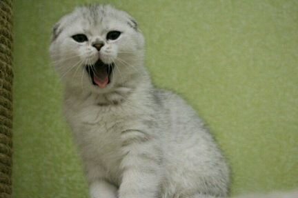 Скоттиш-Фолд вязка