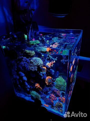 Обслуживание Морских и пресноводных аквариумов