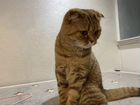 Шатланская кошка