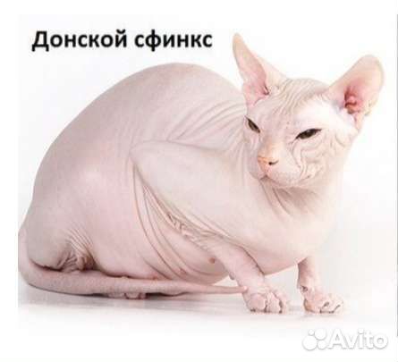 Сфинкс кот