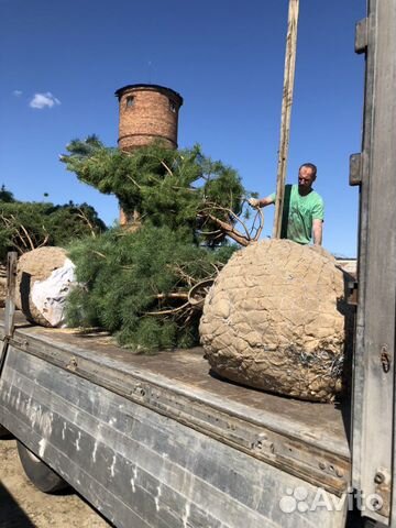 Сосна ель береза клен дуб липа крупномеры
