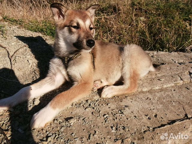 Собаки бесплатно в добрые руки щенки