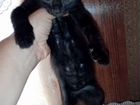 Шотландские вислоухие чёрные котята объявление продам