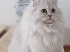 Шикарная персидская кошка
