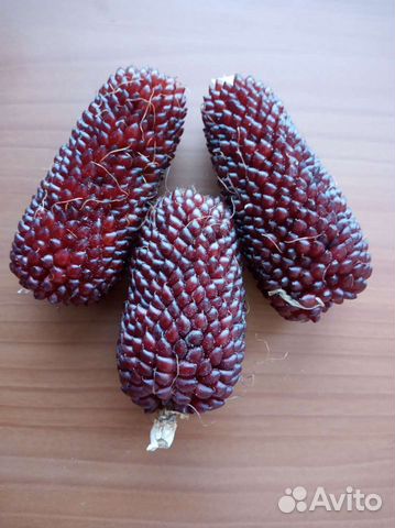 Кукуруза попкорн семена