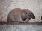 Карликовый декоративный кролик