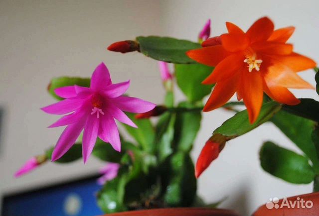 Декабрист шлюмбергера и рипсалидопсисы (29 сортов)
