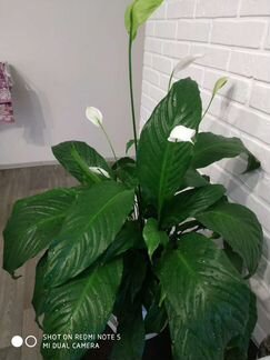 Спатифиллум гигант