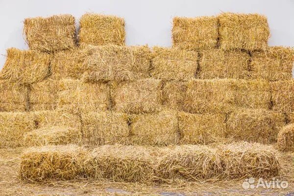 Солома ячменная в тюках
