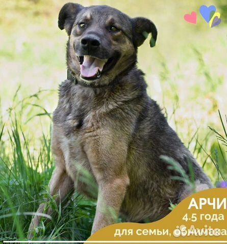 Собака Арчи, 4.5 года, собака- обнимака