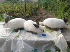 Продам крольчат Колифорнийцев объявление продам