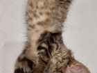 Сибирская кошечка, 2-3 месяца объявление продам