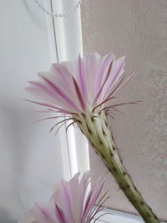 Кактус цветущий