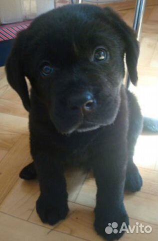 Авито лабрадор щенки. Метис ретривера. Чистокровный лабрадор щенок. Милые фото собак и щенков. Щенок лабрадора в добрые руки.