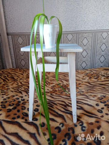 Индийский Лук (птицемлечник хвостатый)