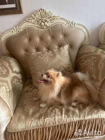 Померанский шпиц вязка кобель