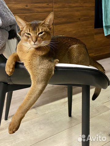 Абиссинский кот вязка