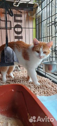 Передержка кошек,котят,выкорм,карантин ул.котят