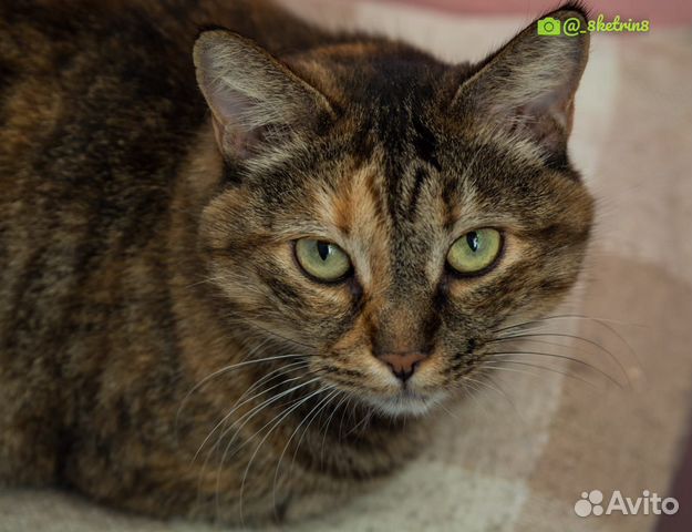Отдам кошечку Машу