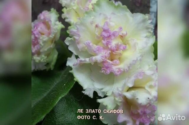 Сортовые фиалки