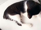 Котёнок породы японский бобтейл объявление продам