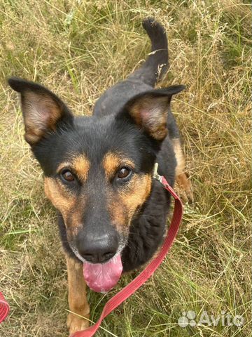 Собака Честер