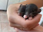 Крысята дамбо(крыса) объявление продам