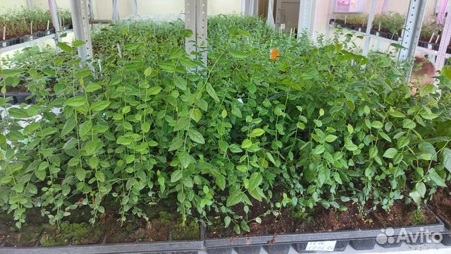 Голубика на доращивание от 1000 шт