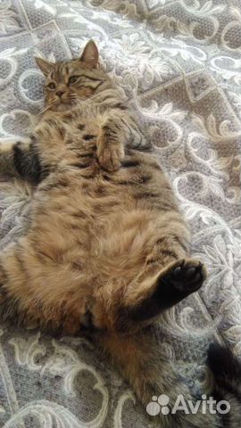 Передержка кошек