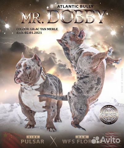 Американский булли вязка