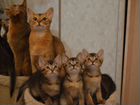 Абиссинские котята-метисы