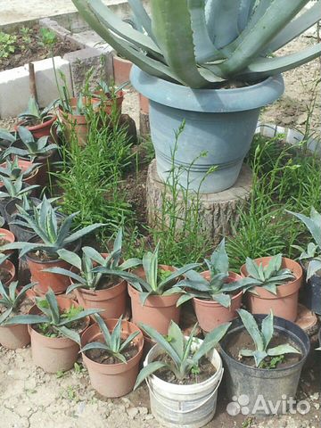 Голубая агава