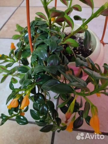 Комнатные цветы / Немантантус