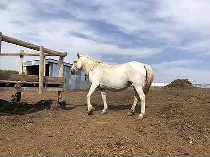 Лошади Фото Кирове Авито