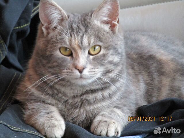 Котята в добрые руки бесплатно