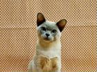 Бурманский кот