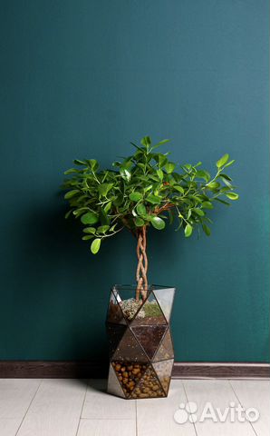 Фикус бенджамина, в кашпо