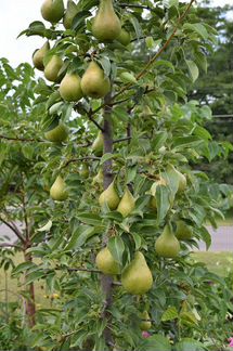 Саженцы груши