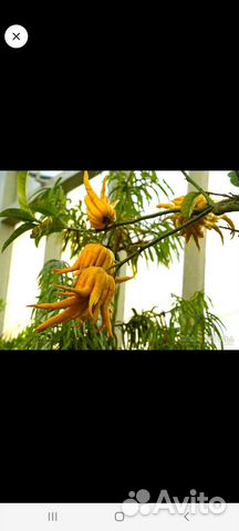 Цитрусы (саженцы)