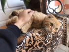 Шотланский кот объявление продам