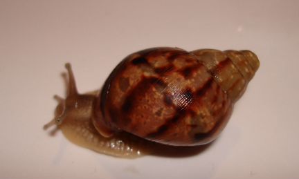 Achatina