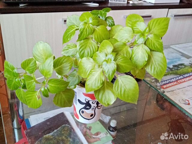 Бальзамин розовый - Ванька-мокрый