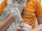 Отдам в добрые руки бесплатно персидскую кошку объявление продам
