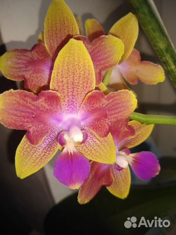 Орхидея фаленопсис
