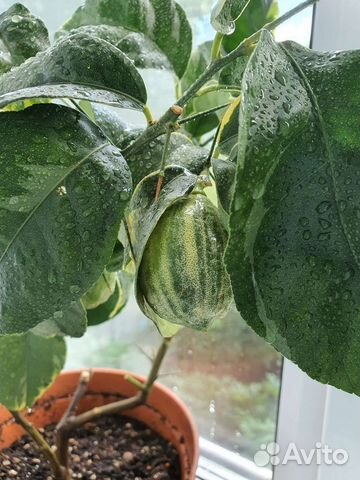 Цитрусы для дома